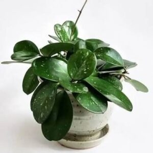 Hoya Obovata