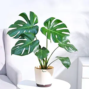 Monstera Deliciosa