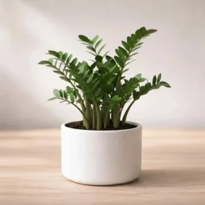 Zz Plants