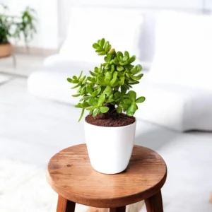 Jade Plant